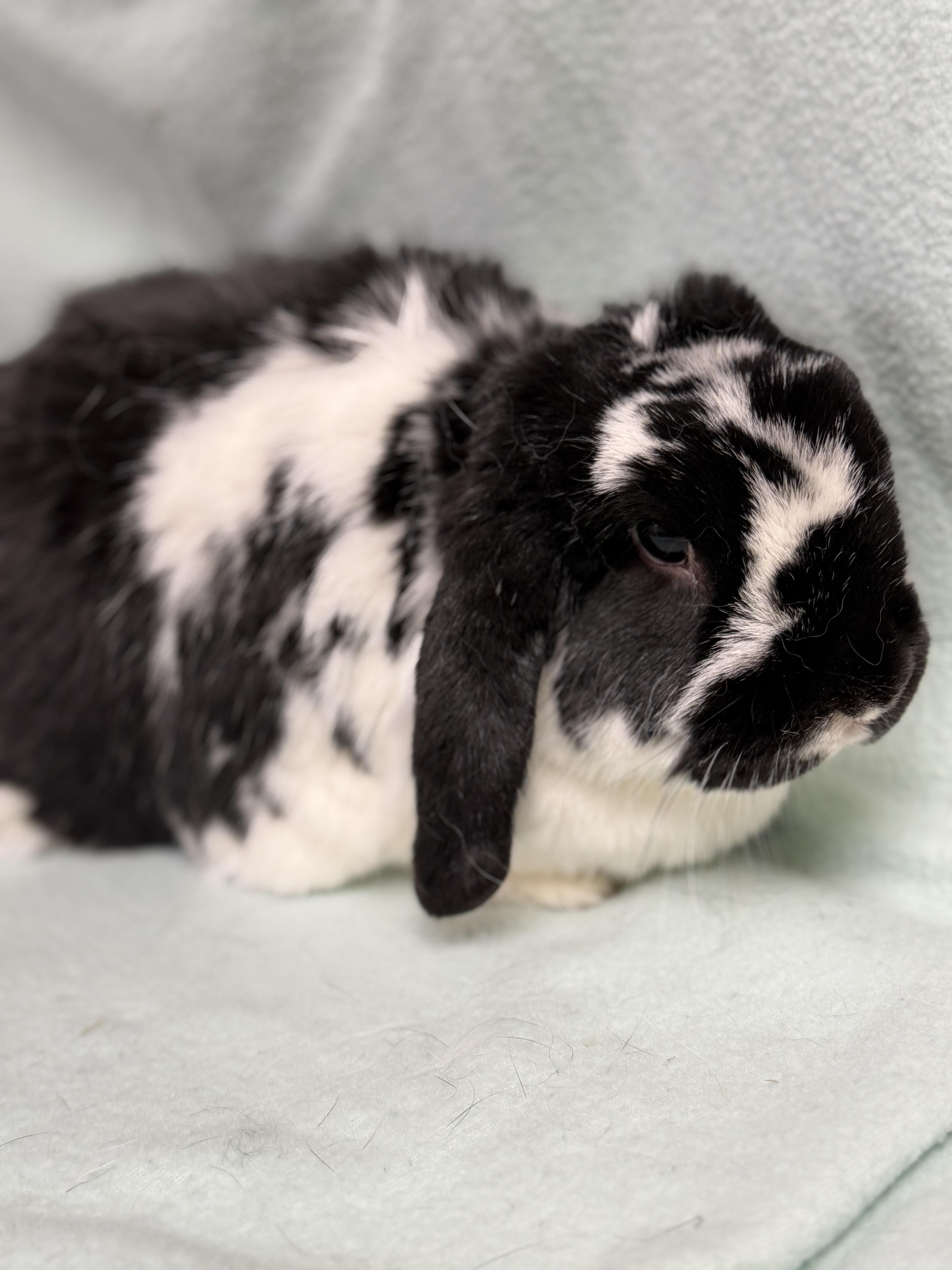 Enlarge Ronan: video!!, an adopted Mini Lop in Edinburg, PA image 5/6