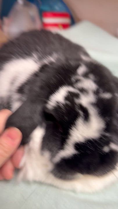 Enlarge Ronan: video!!, an adopted Mini Lop in Edinburg, PA video 3/6