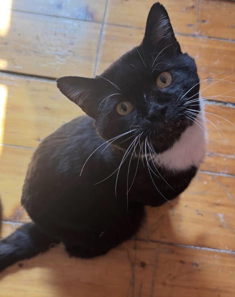 Big  Boy, Adoptable, Adult Male Domestic Short Hair.