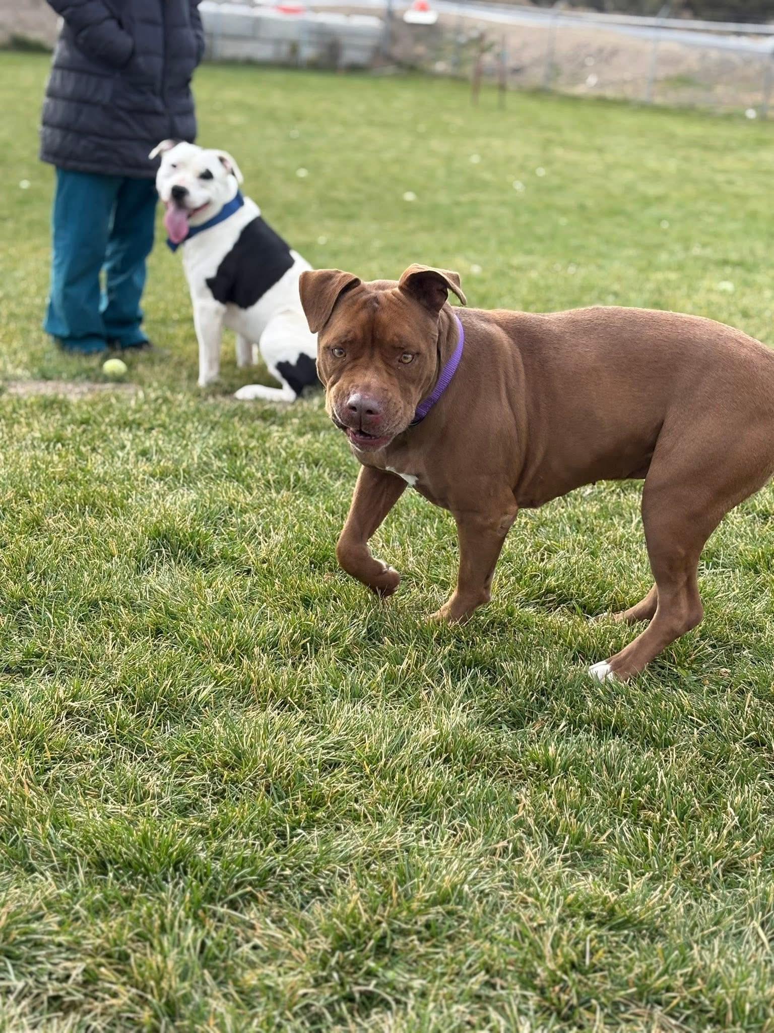 Penelope, a Adoptable mixed breed in Prineville, OR image 5/6