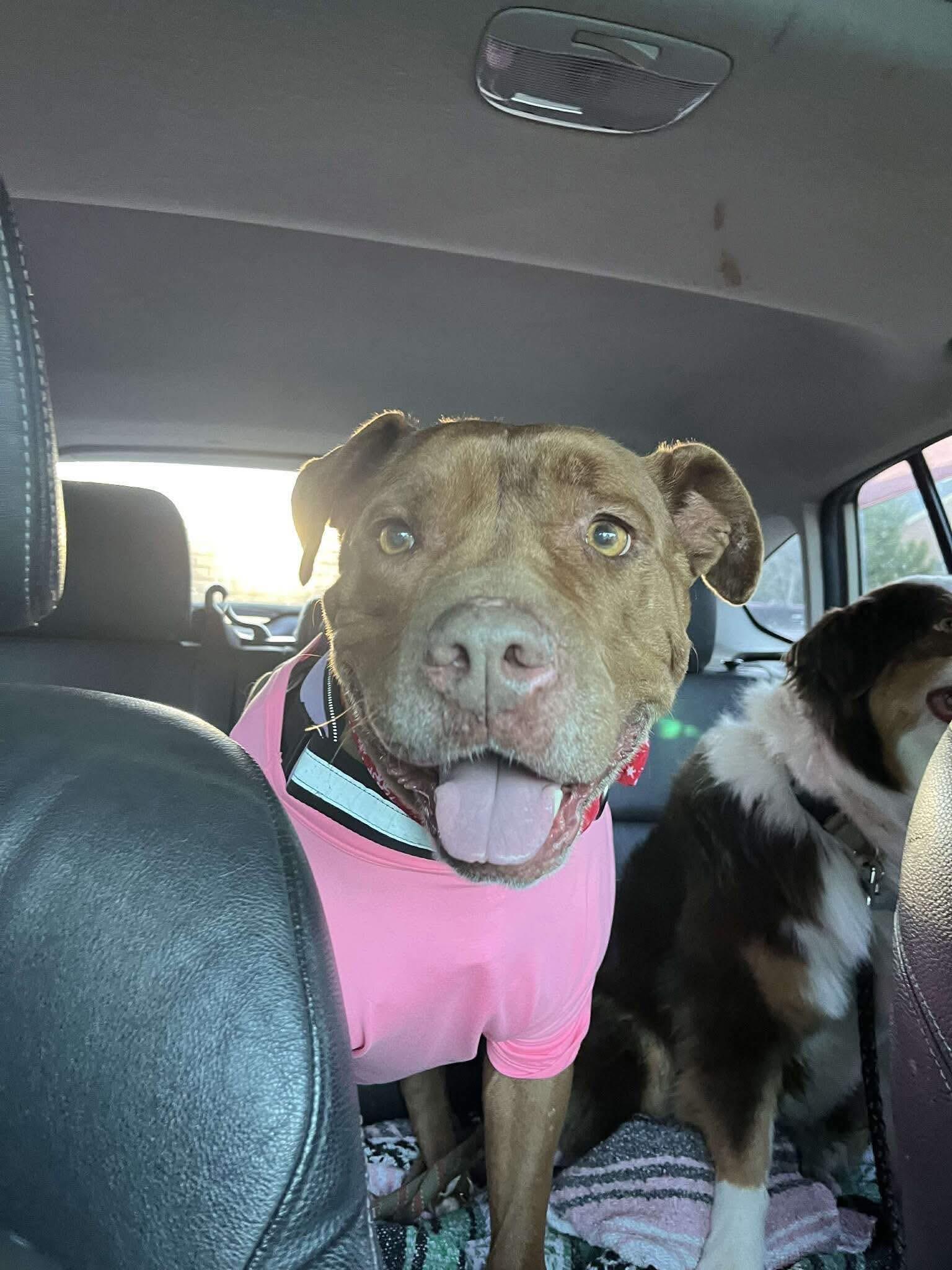 Penelope, a Adoptable mixed breed in Prineville, OR image 1/6