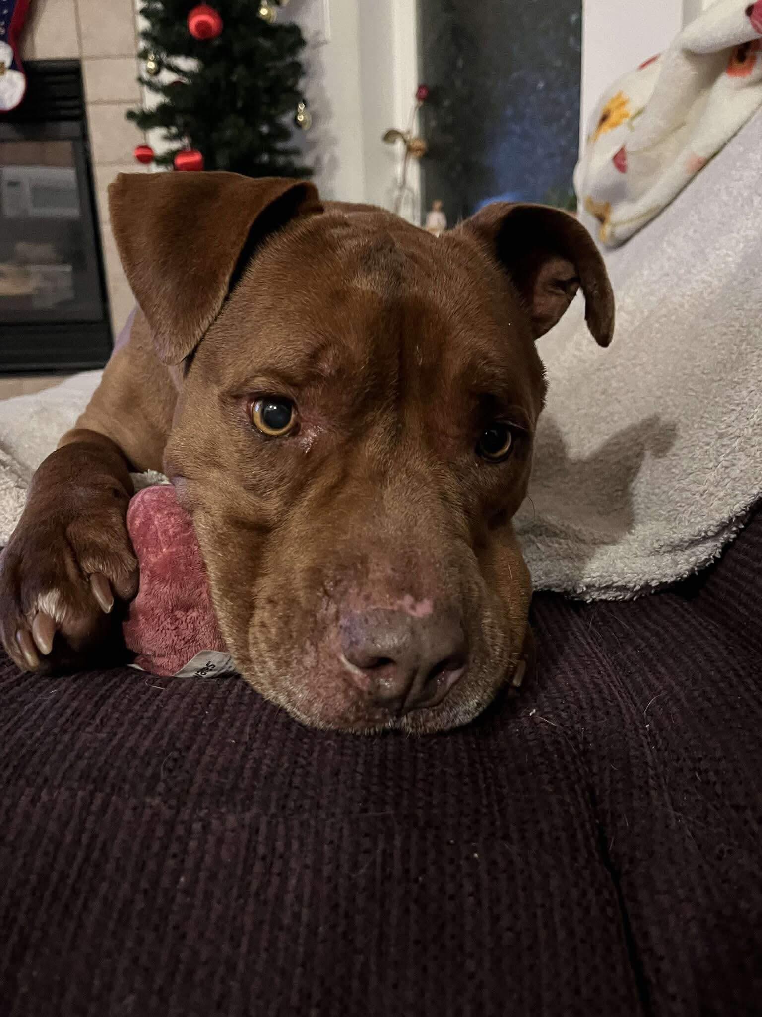 Penelope, a Adoptable mixed breed in Prineville, OR image 3/6