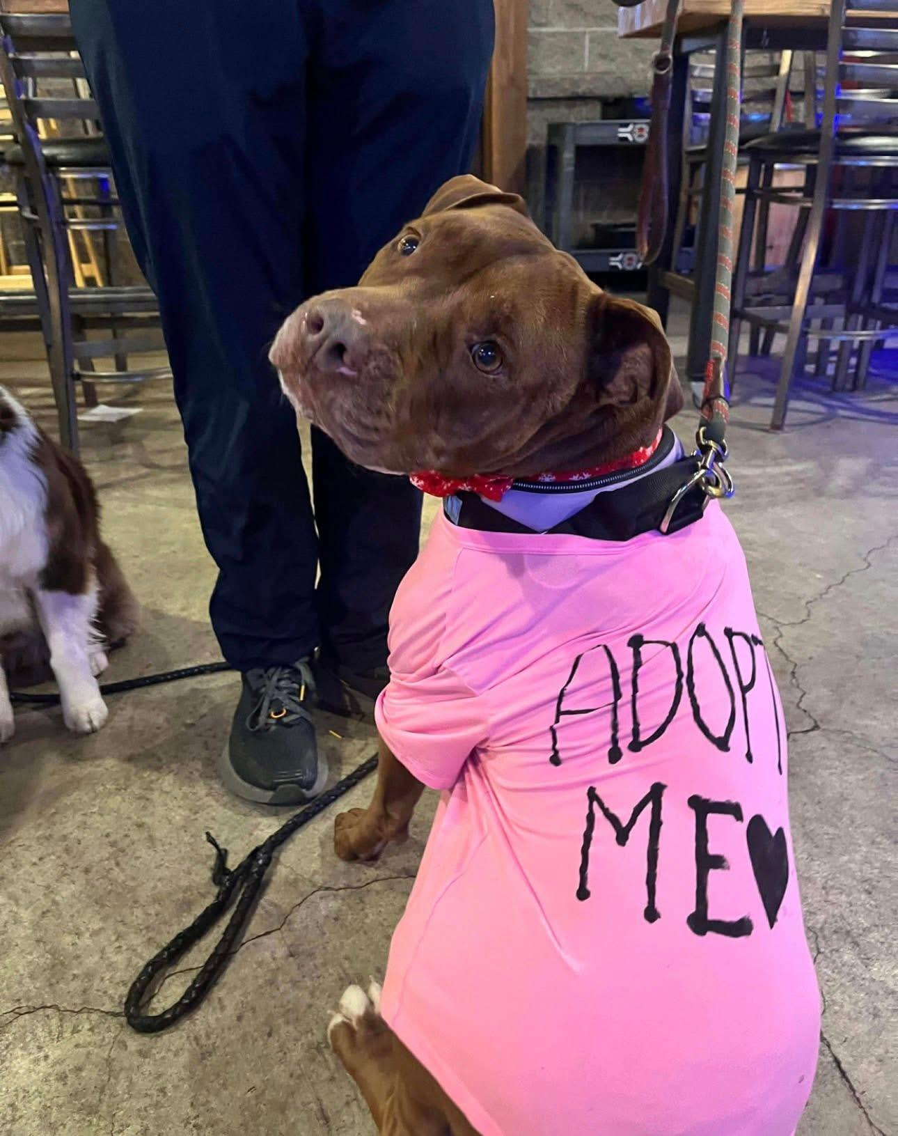 Penelope, a Adoptable mixed breed in Prineville, OR image 2/6