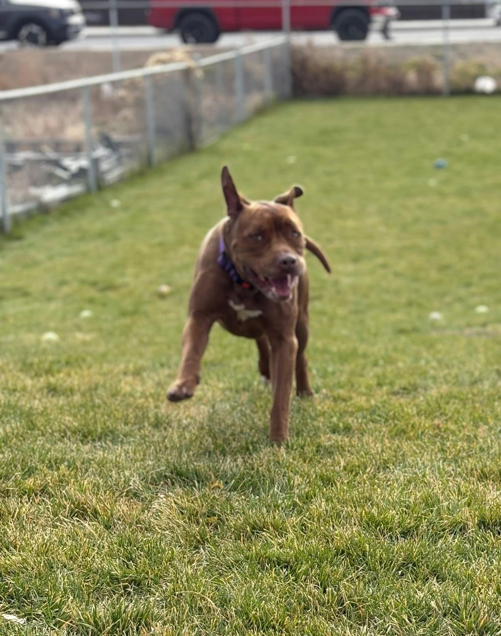Penelope, a Adoptable mixed breed in Prineville, OR image 6/6