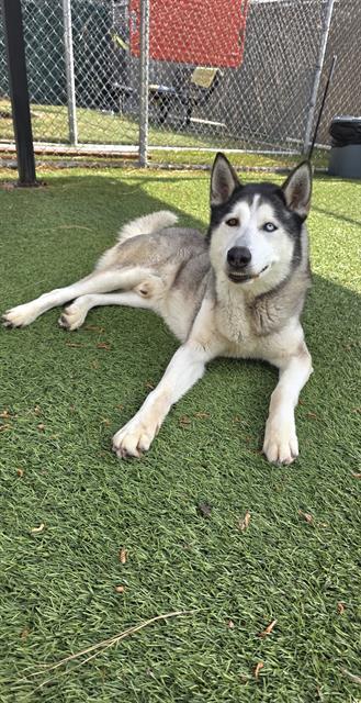 DODGER, Adoptable, Adult Male Husky & Mixed Breed.