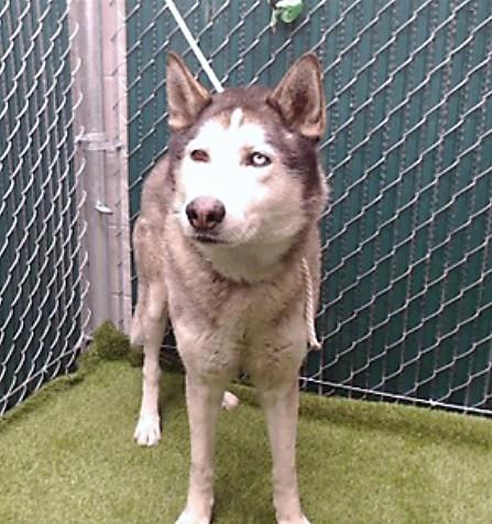 Enlarge DODGER, a Adoptable mixed breed in Downey, CA image 1/1