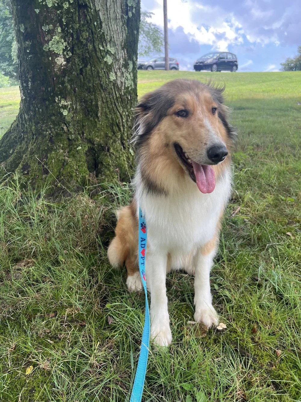 Cassie adoption pending, Adopted, Young Female Collie.