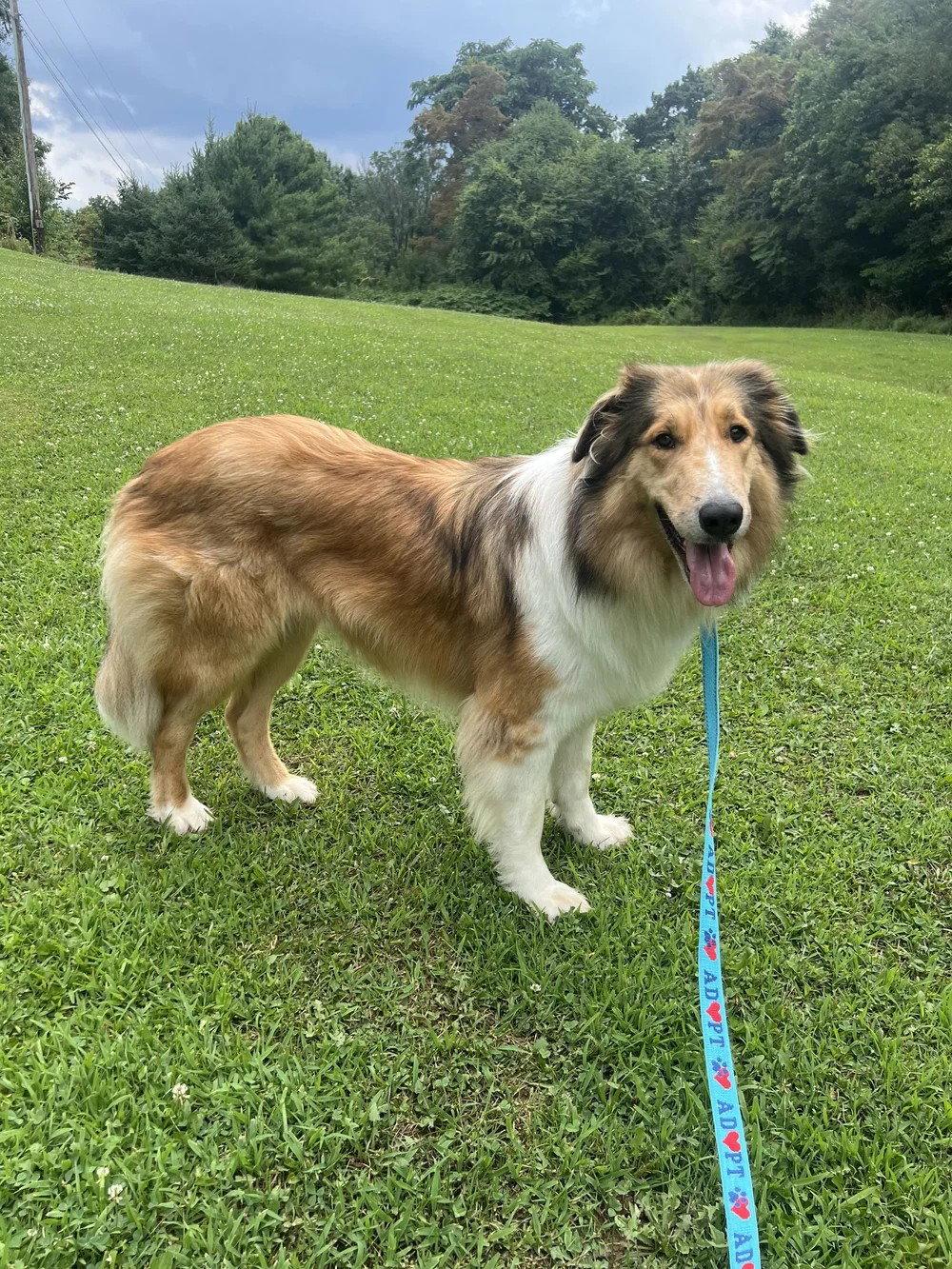 Enlarge Cassie adoption pending, a Adopted Collie in Dublin, OH image 2/2