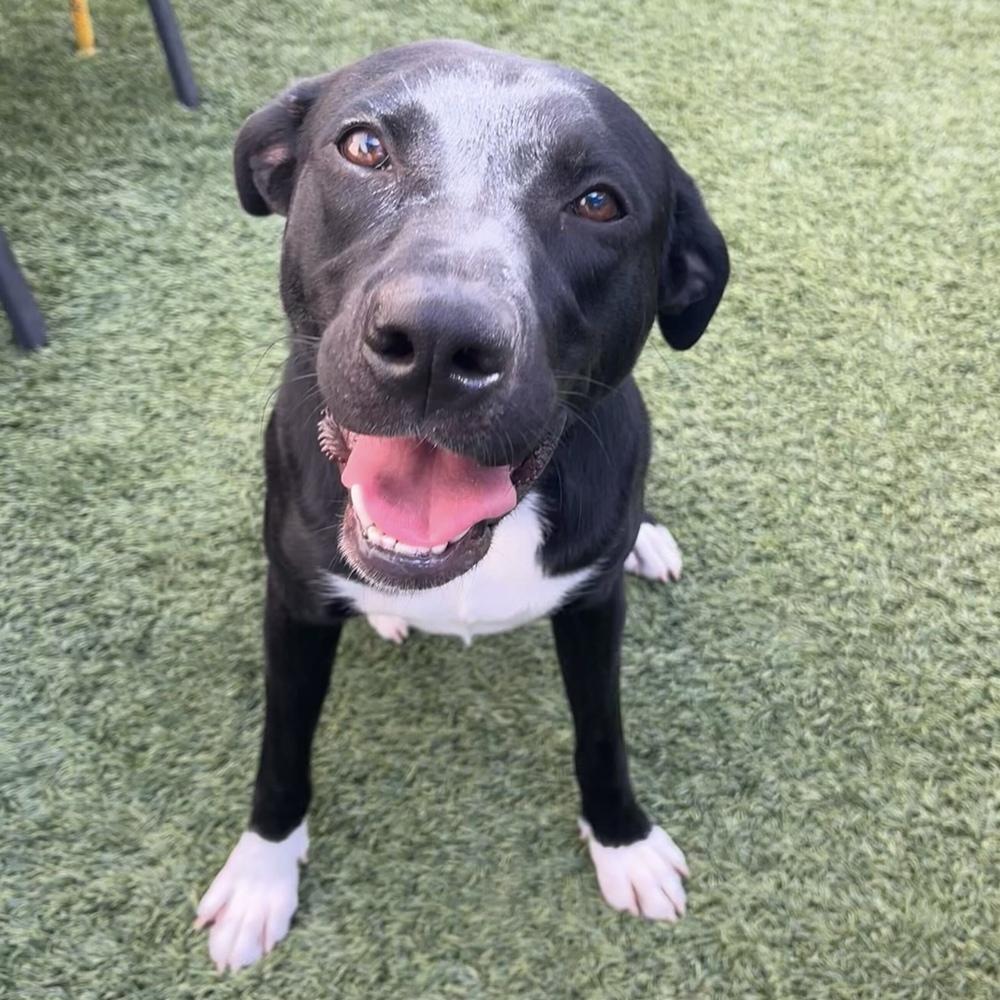 Duke, a Adoptable Mixed Breed image 1/6