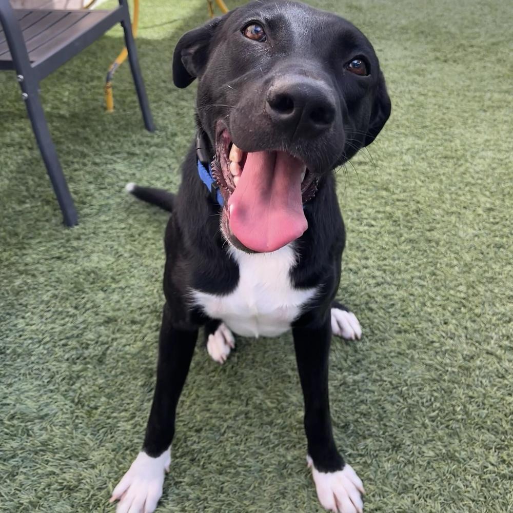 Enlarge Duke, a Adoptable mixed breed in Hurricane, UT image 1/6