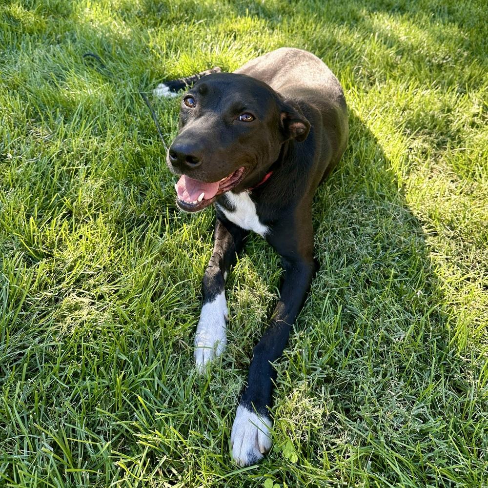 Enlarge Duke, a Adoptable mixed breed in Hurricane, UT image 1/6
