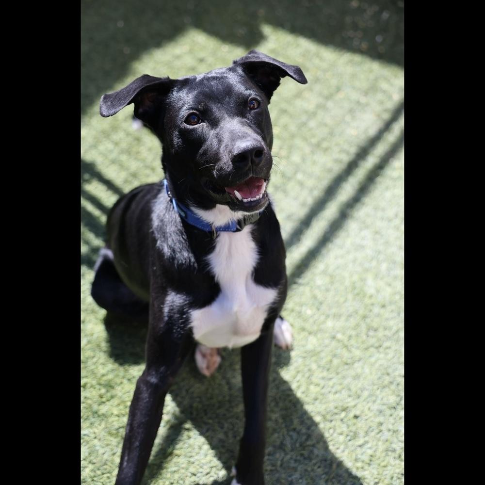 Duke, a Adoptable Mixed Breed image 3/6