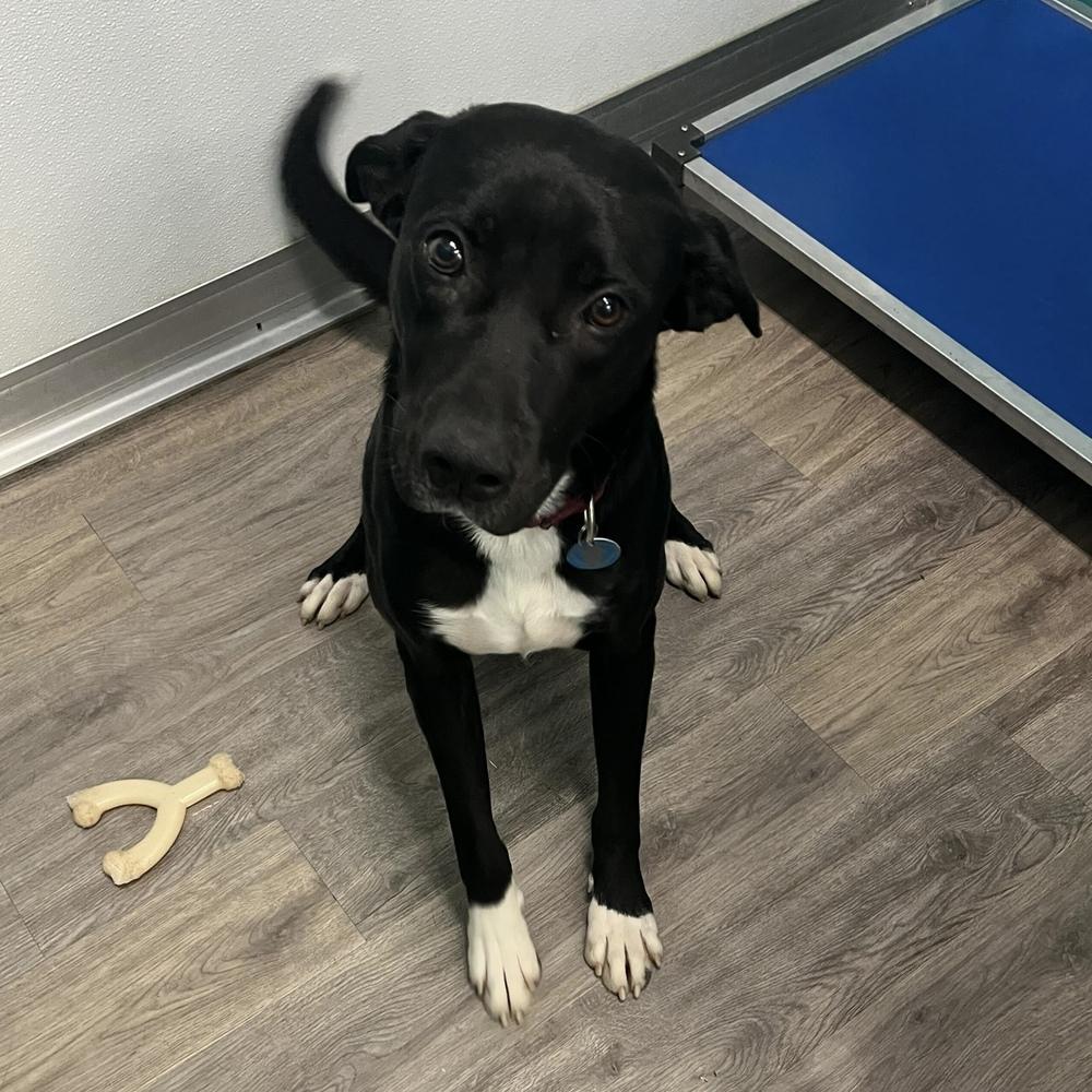 Enlarge Duke, a Adoptable mixed breed in Hurricane, UT image 2/6