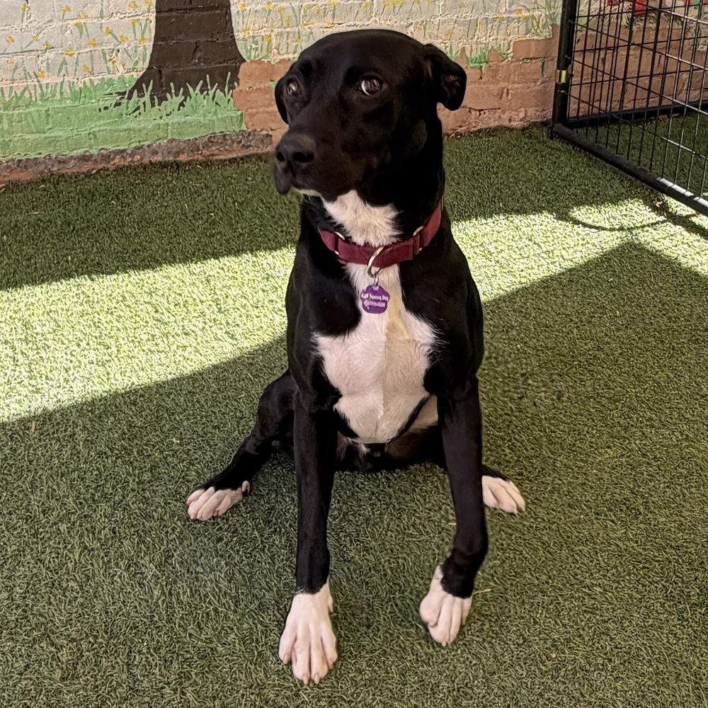 Enlarge Duke, a Adoptable mixed breed in Hurricane, UT image 4/6