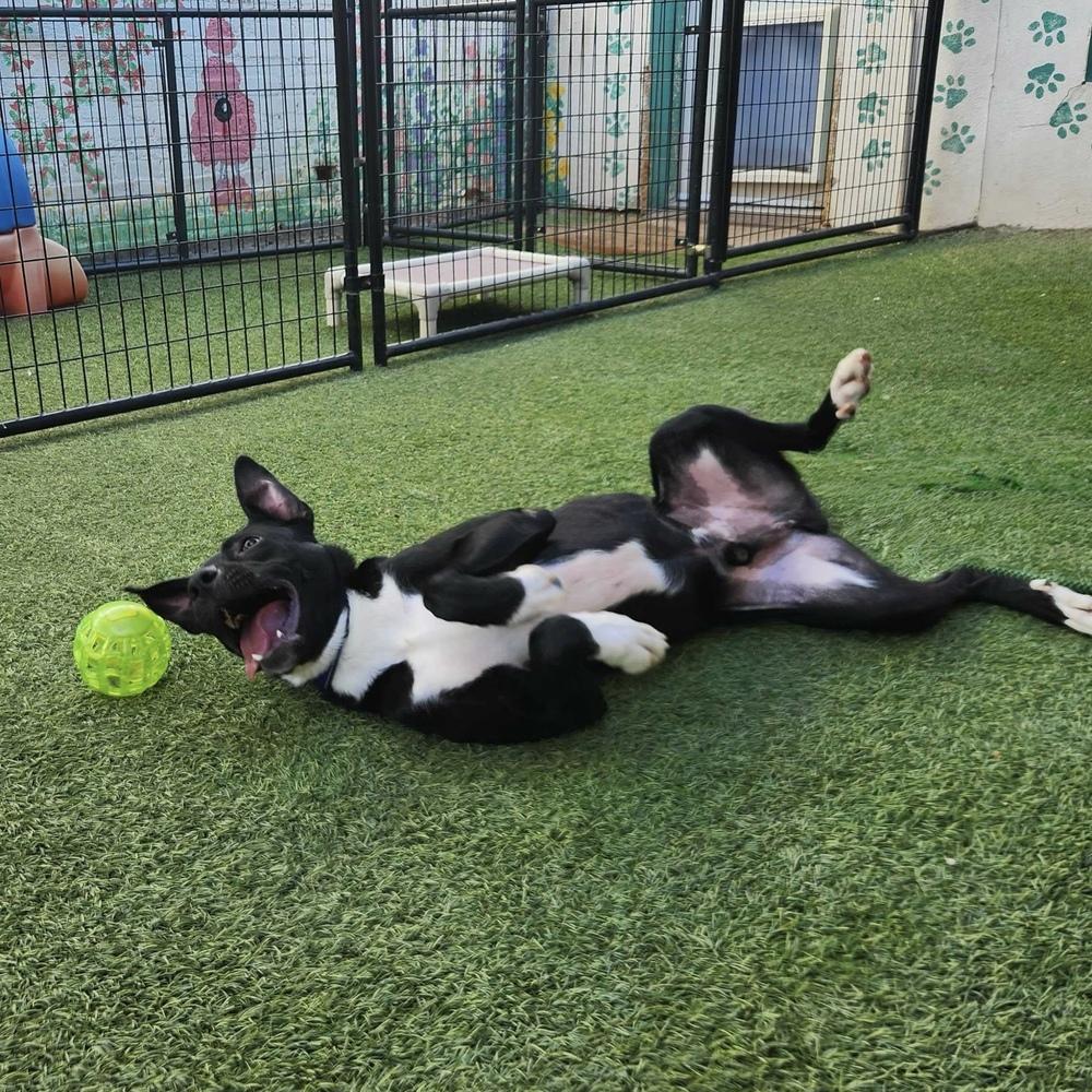 Duke, a Adoptable Mixed Breed image 4/6