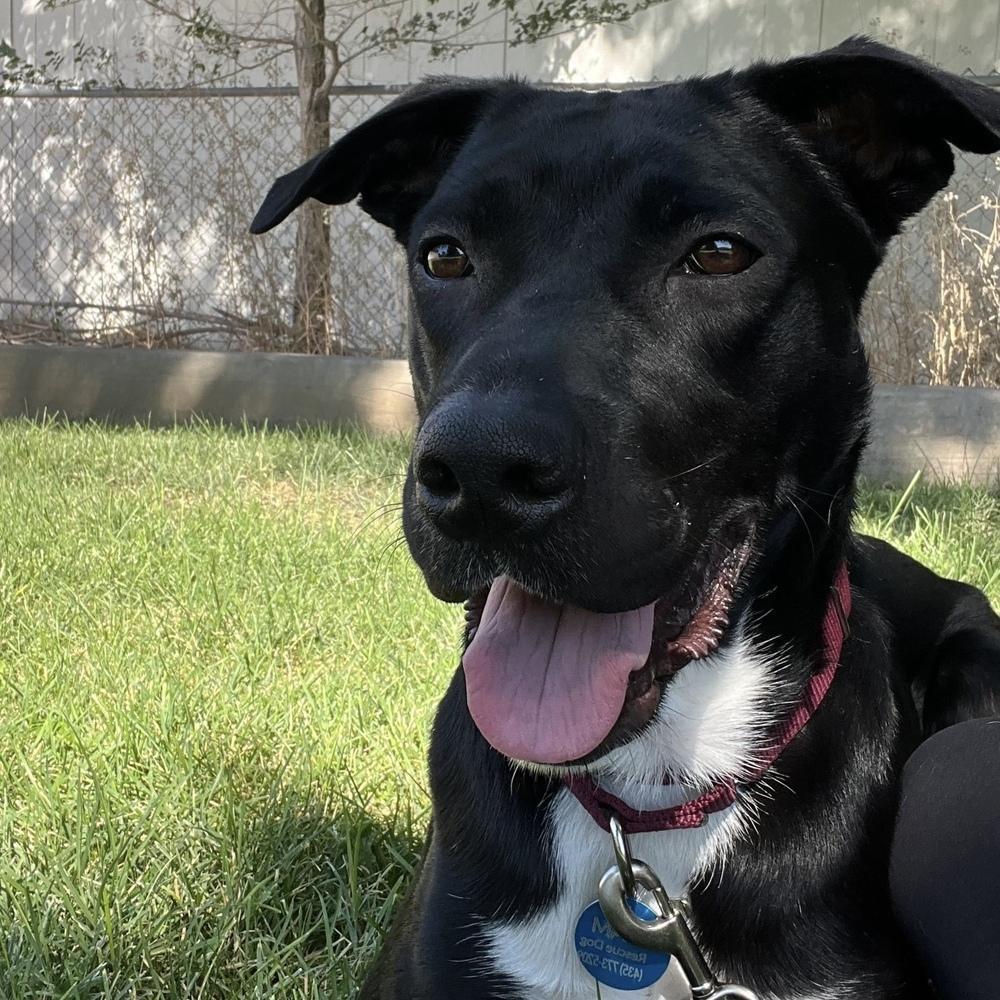 Enlarge Duke, a Adoptable mixed breed in Hurricane, UT image 4/6