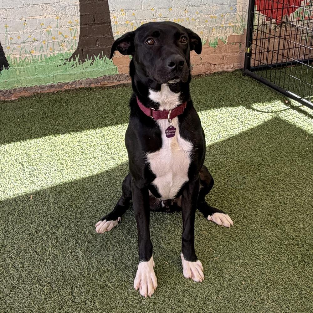 Duke, Adoptable, Young Male Mixed Breed.