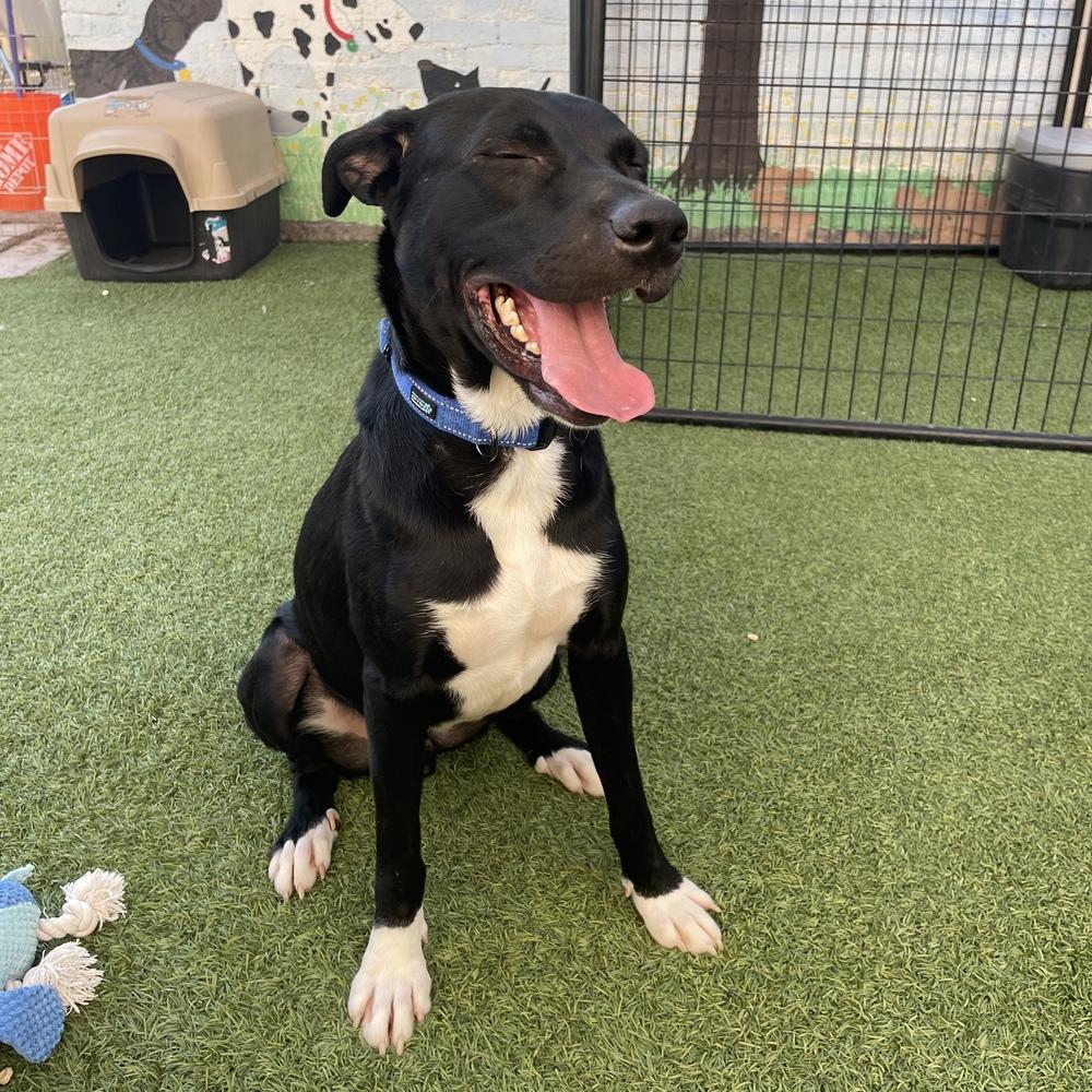 Duke, a Adoptable Mixed Breed image 5/6