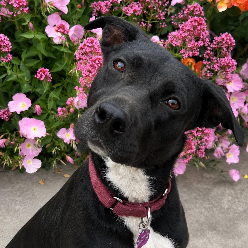 Duke, a Adoptable mixed breed in Hurricane, UT image 1/6