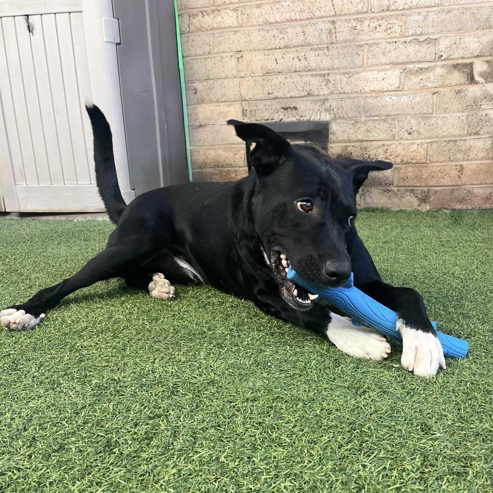 Enlarge Duke, a Adoptable mixed breed in Hurricane, UT image 2/6