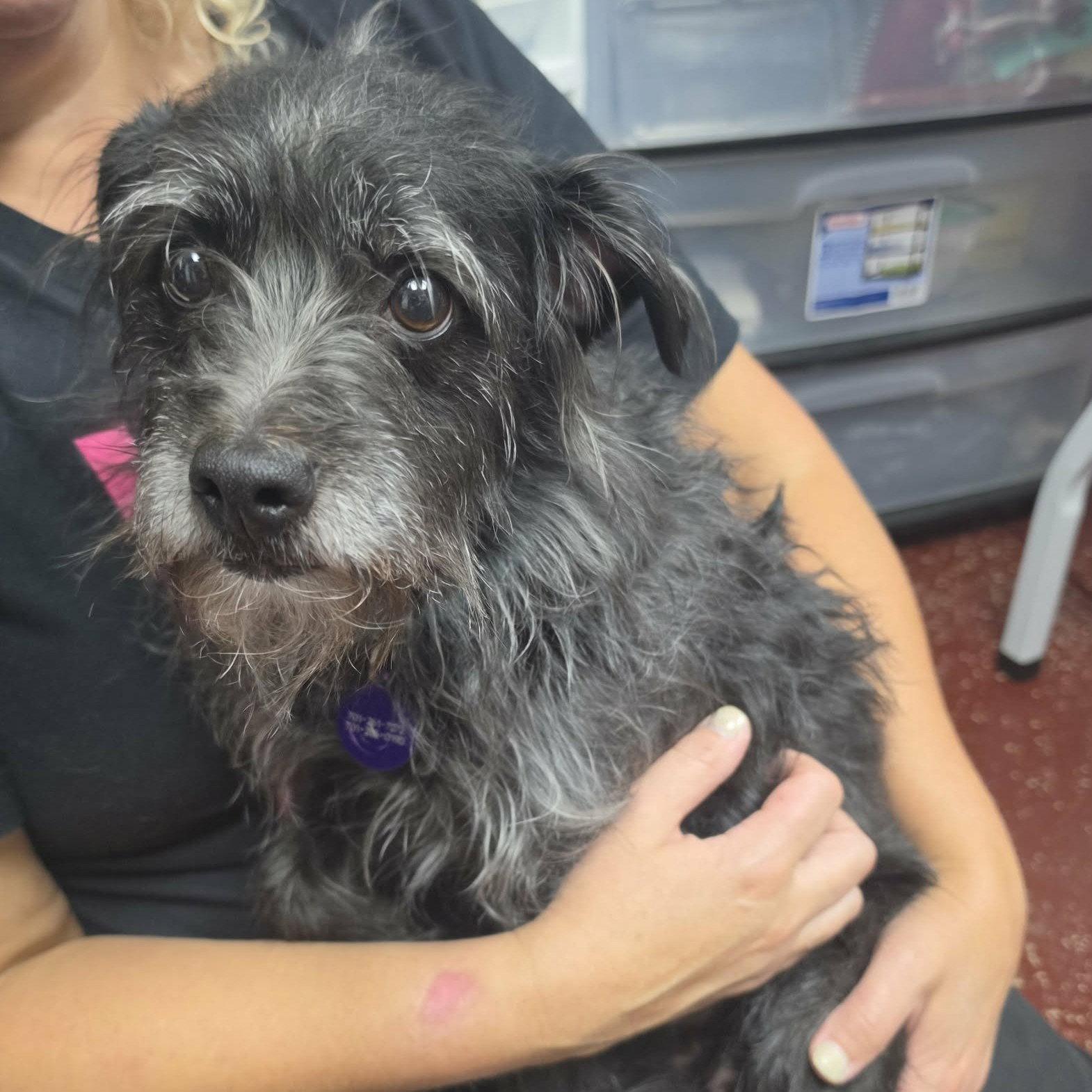 Enlarge Darlus, a Adoptable Terrier in Fargo, ND image 1/1