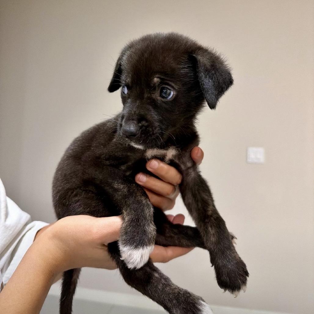 SUKI, Adoptable, Puppy Female Terrier.