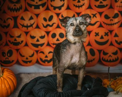 Monty, Adoptable, Adult Male Mixed Breed & Mixed Breed.