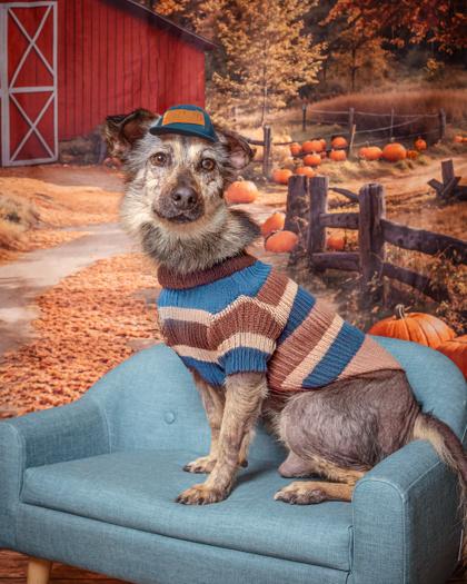 Monty, a Adoptable Mixed Breed in Kingwood, TX image 3/4