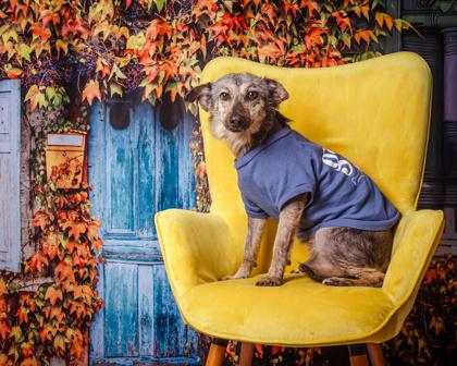 Monty, a Adoptable Mixed Breed in Kingwood, TX image 4/4