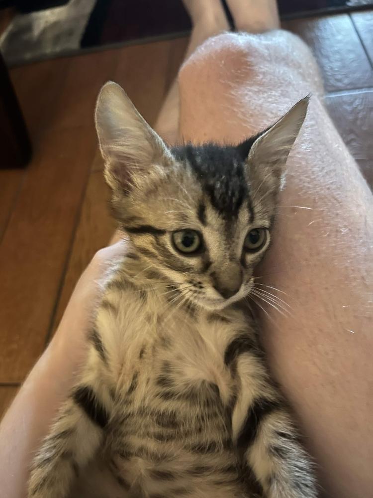 Tawny, Adoptable, Kitten Male Domestic Medium Hair & Domestic Short Hair.
