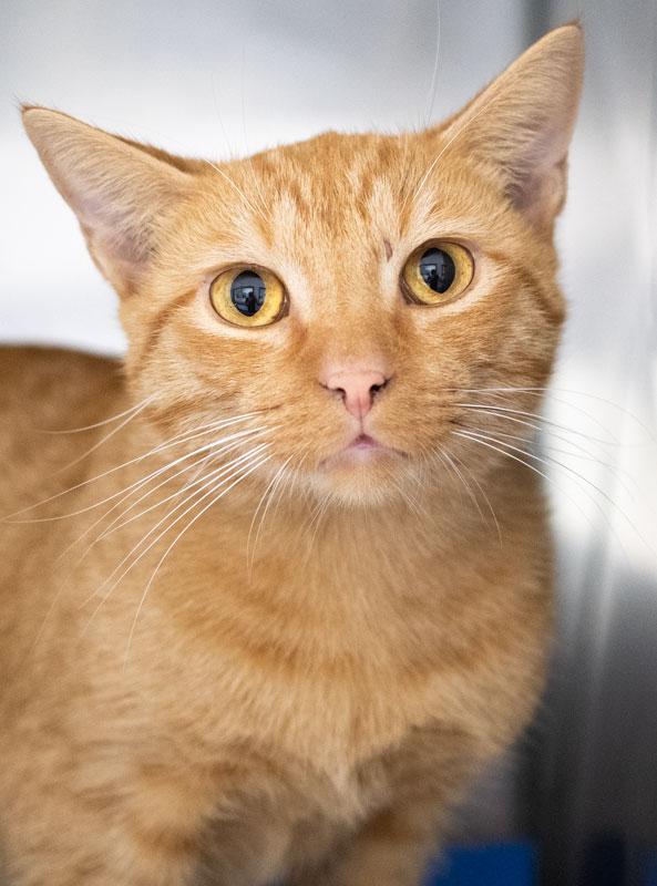 Donatello, Adoptable, Adult Male Domestic Short Hair.
