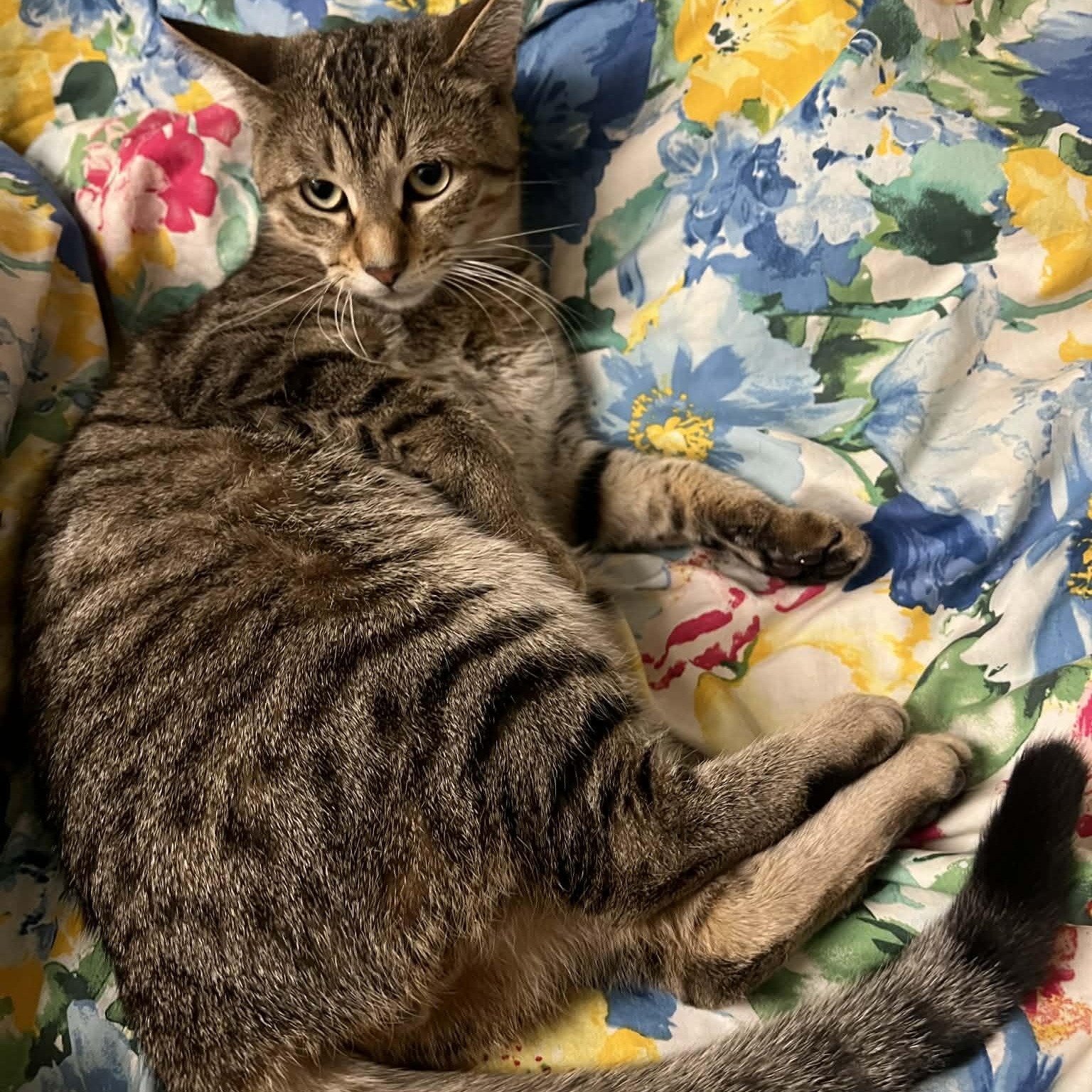 Enlarge Rocket, a Adoptable Domestic Short Hair in Royal Oak, MI image 2/6