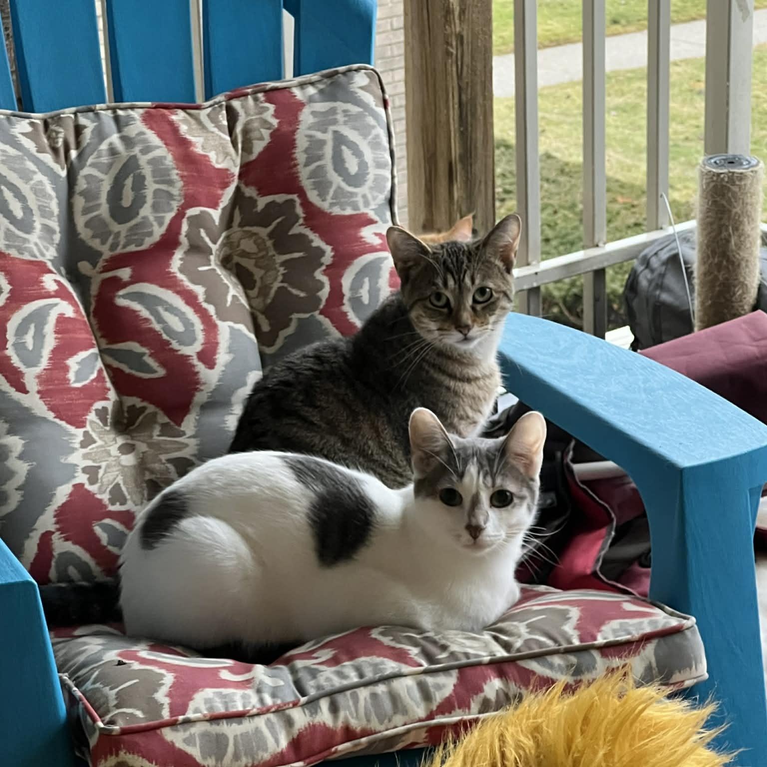 Enlarge Rocket, a Adoptable Domestic Short Hair in Royal Oak, MI image 6/6