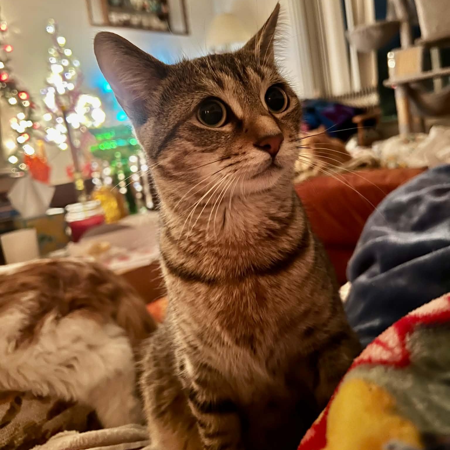 Enlarge Rocket, a Adoptable Domestic Short Hair in Royal Oak, MI image 1/6