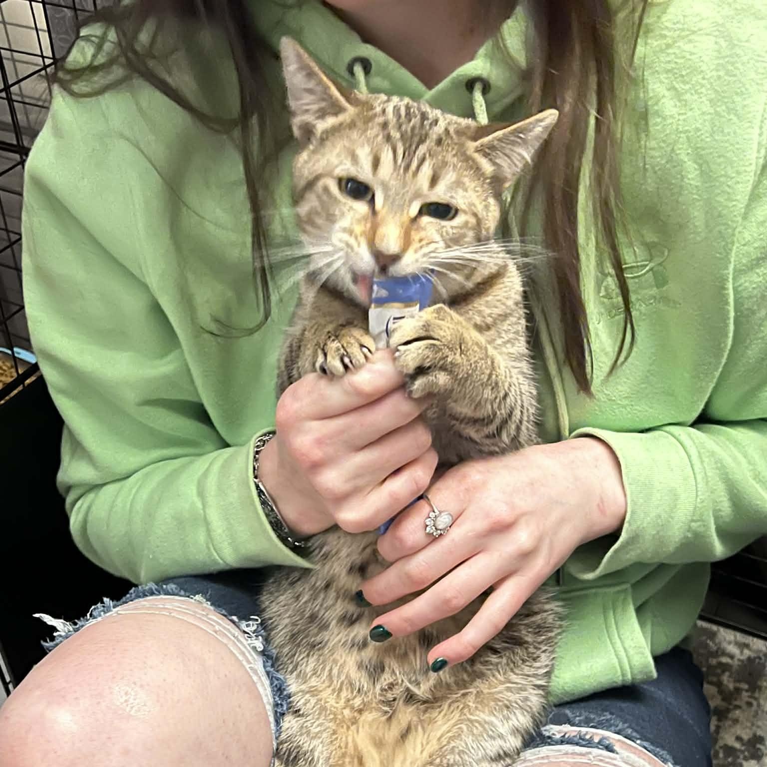 Enlarge Rocket, a Adoptable Domestic Short Hair in Royal Oak, MI image 3/6