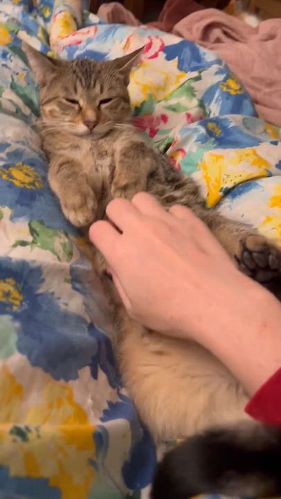 Enlarge Rocket, a Adoptable Domestic Short Hair in Royal Oak, MI video 5/6