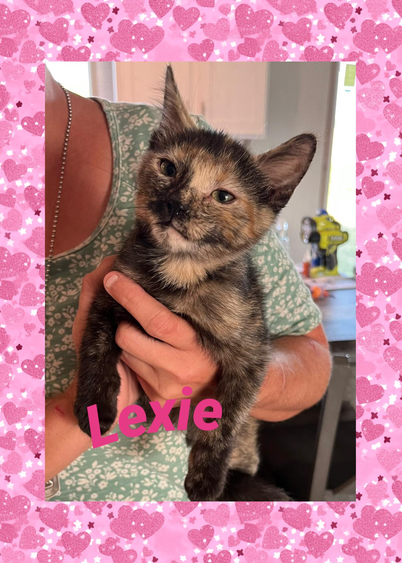 Enlarge Lexie, a Adoptable Dilute Tortoiseshell in Lebanon, MO image 1/1