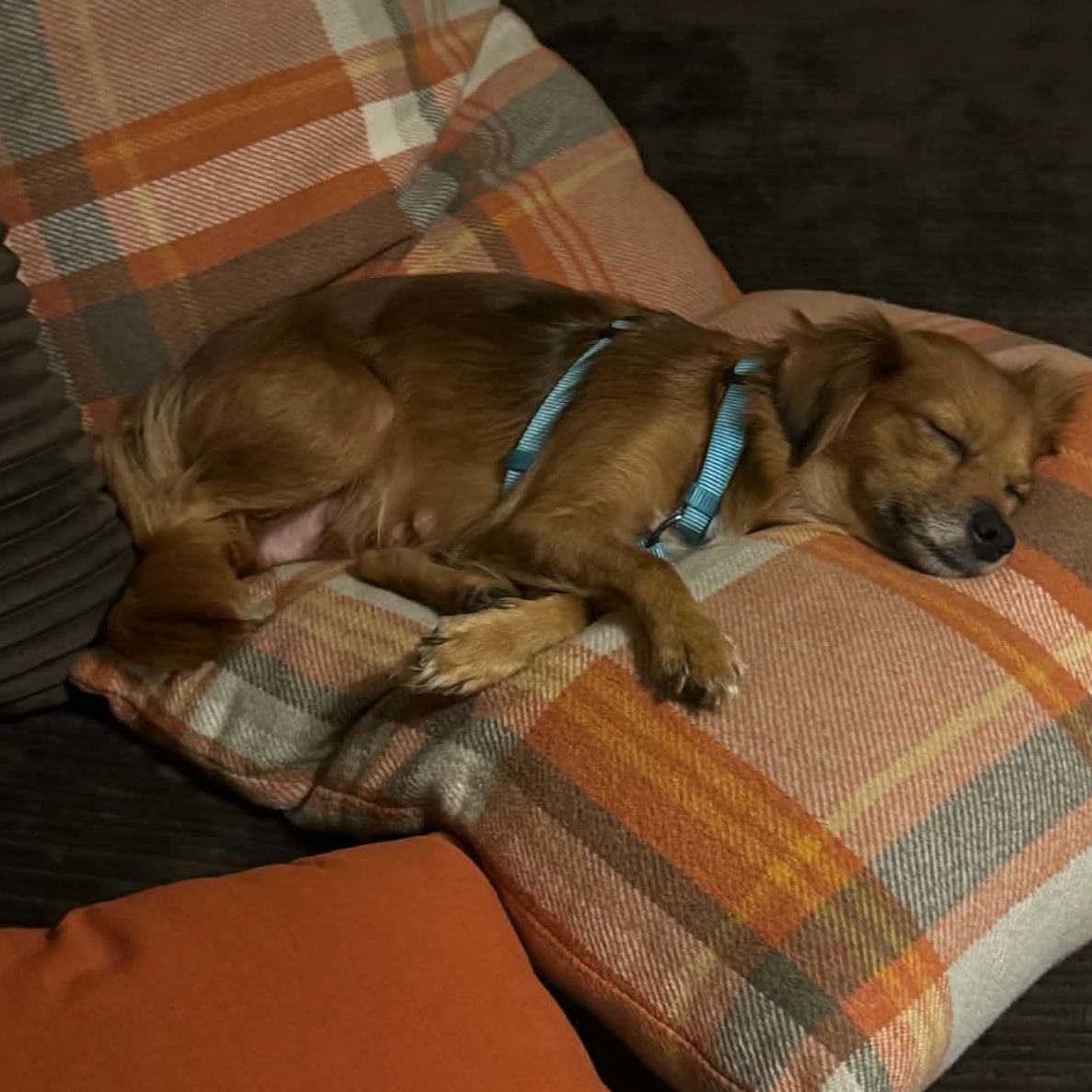 Enlarge Honey, a Adopted mixed breed in Rochester, NY image 4/6