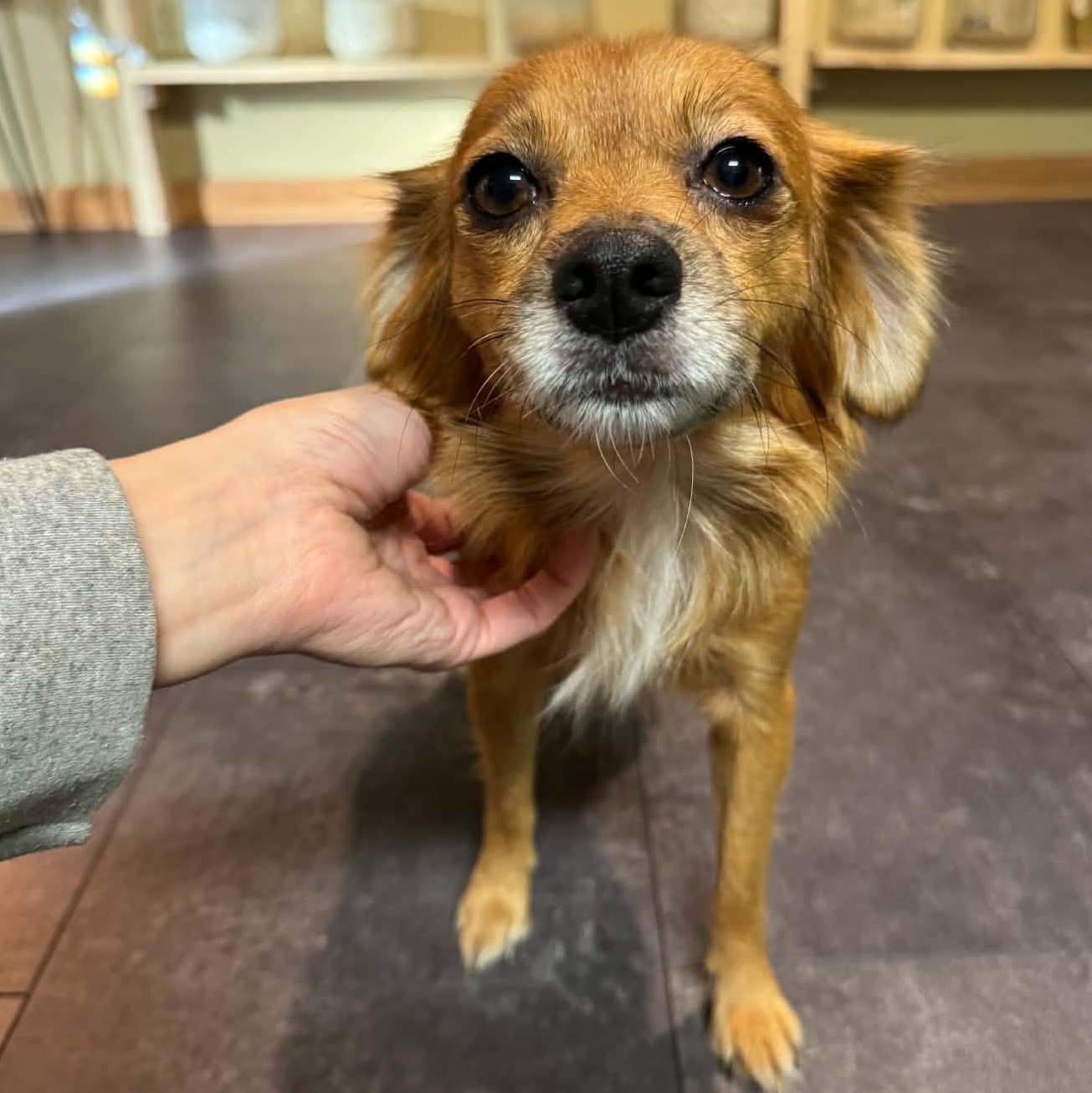 Enlarge Honey, a Adopted mixed breed in Rochester, NY image 3/6