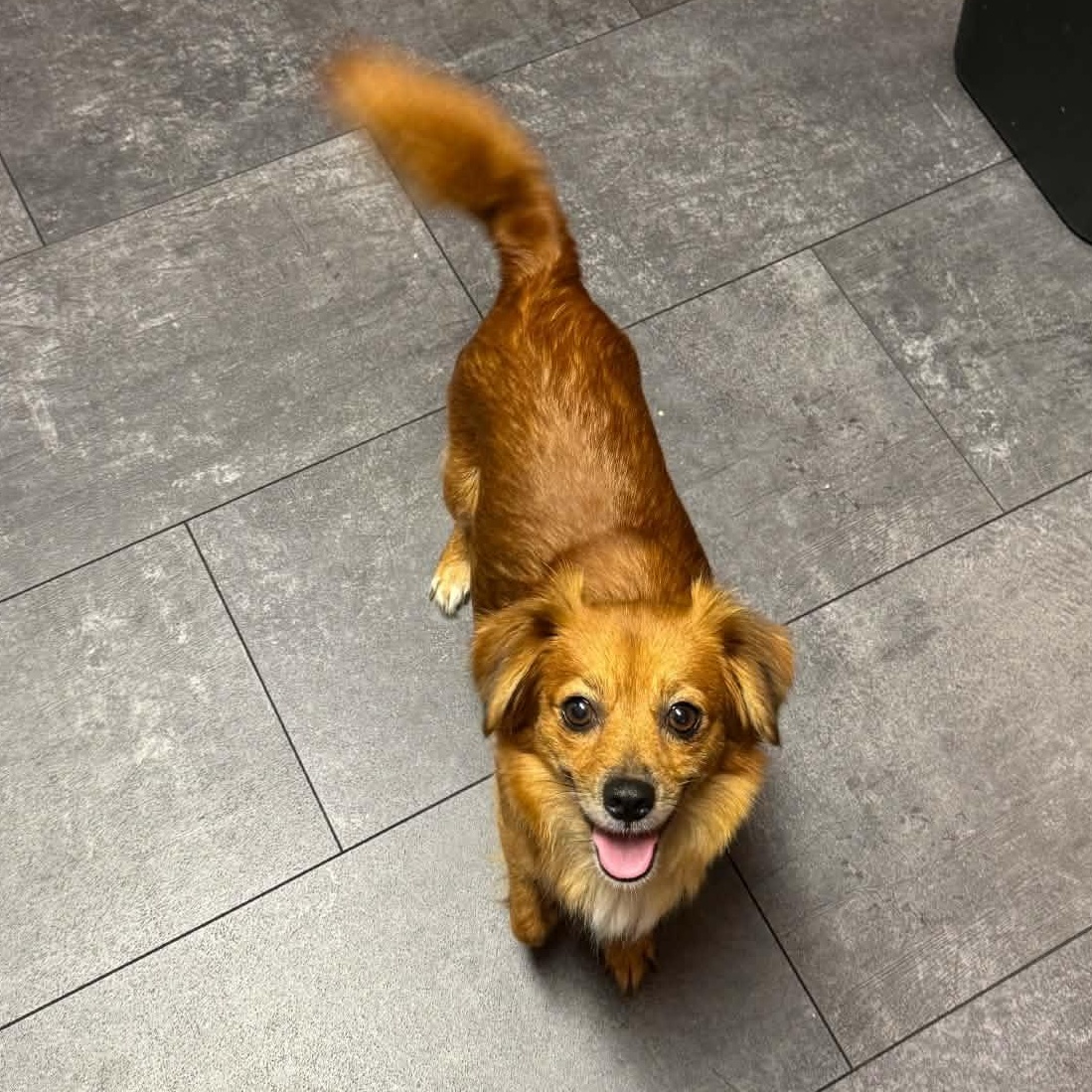 Enlarge Honey, a Adopted mixed breed in Rochester, NY image 2/6
