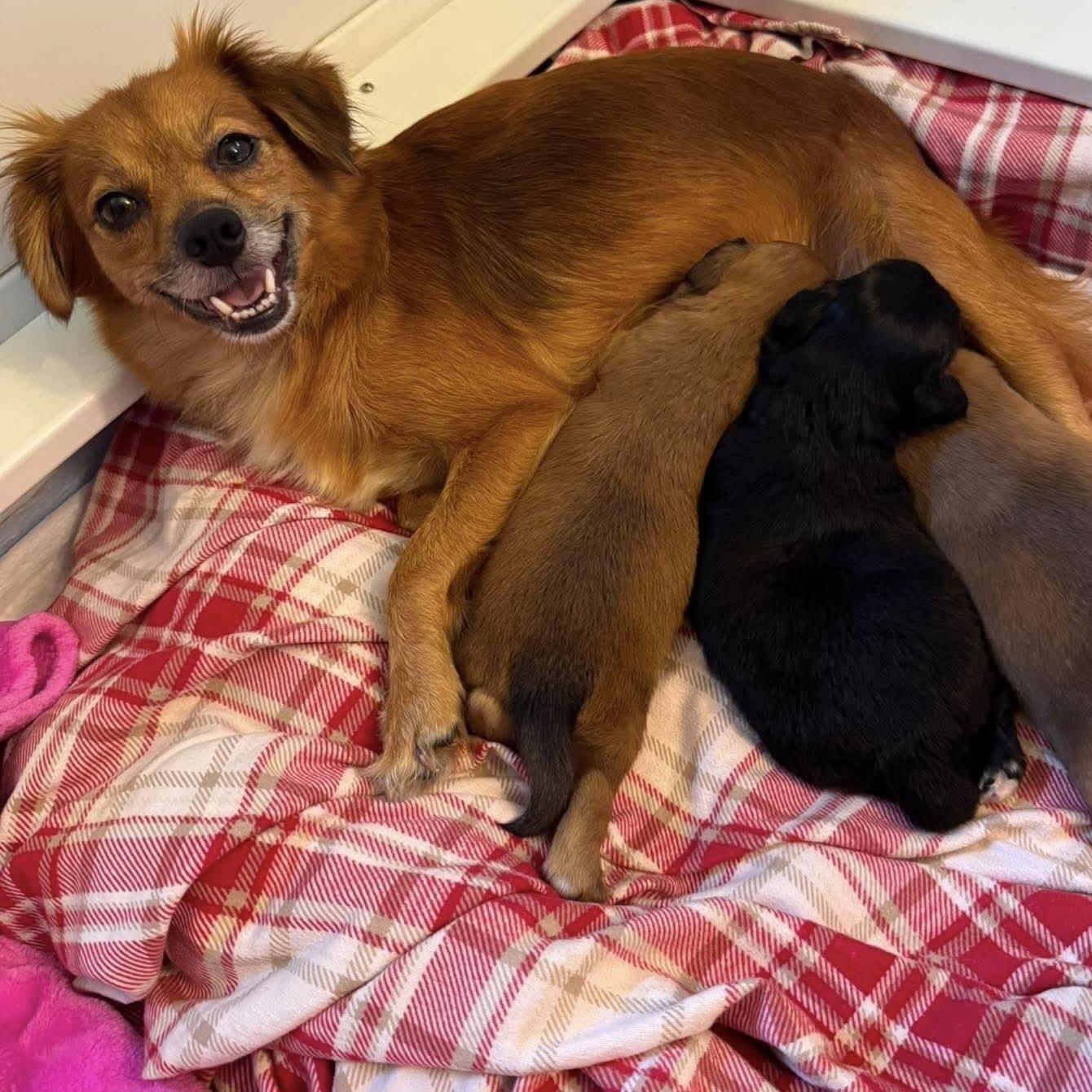 Enlarge Honey, a Adopted mixed breed in Rochester, NY image 6/6