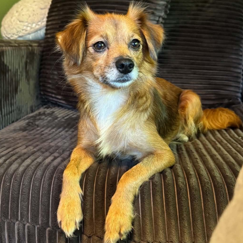 Honey, Adopted, Young Female Spaniel & Terrier.