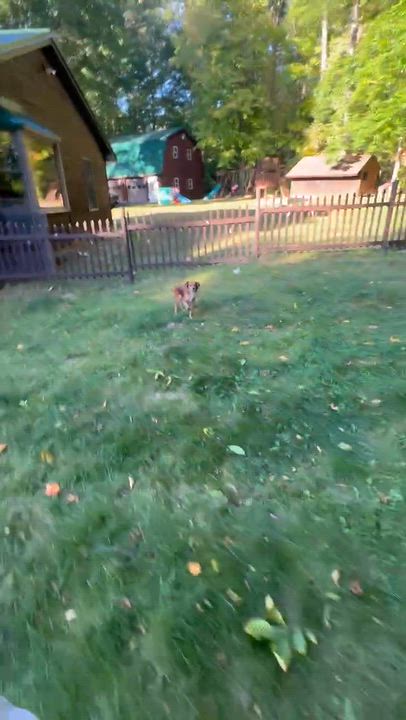 Enlarge Honey, a Adopted mixed breed in Rochester, NY video 5/6