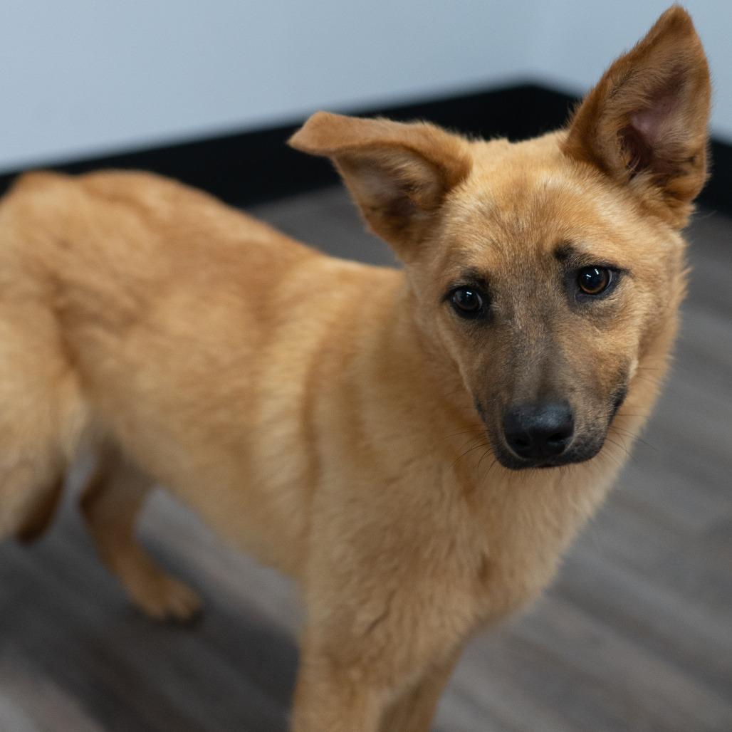Enlarge Dunn, a Adoptable Cattle Dog in Fulton, MO image 1/6