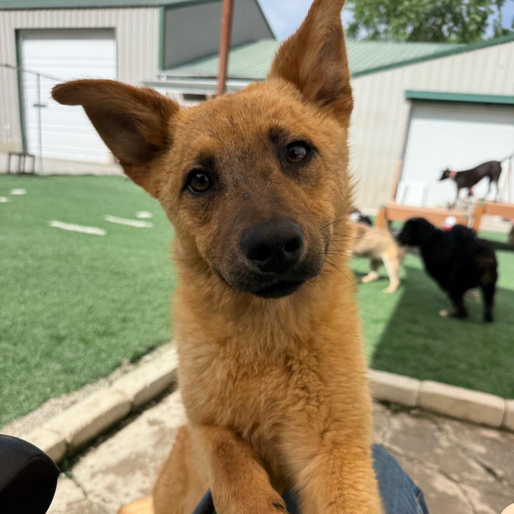 Dunn, Adoptable, Young Male Cattle Dog.