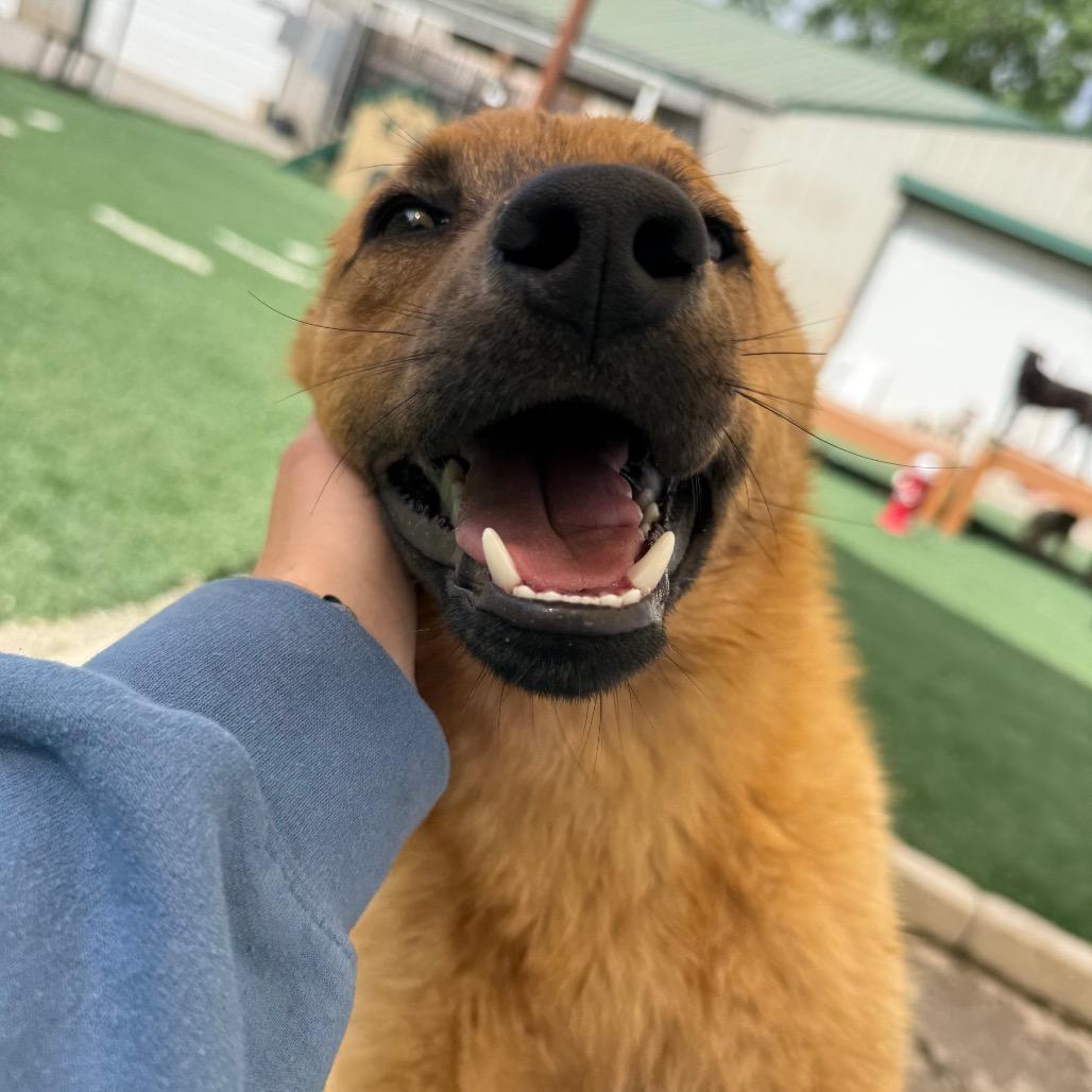 Enlarge Dunn, a Adoptable Cattle Dog in Fulton, MO image 2/6