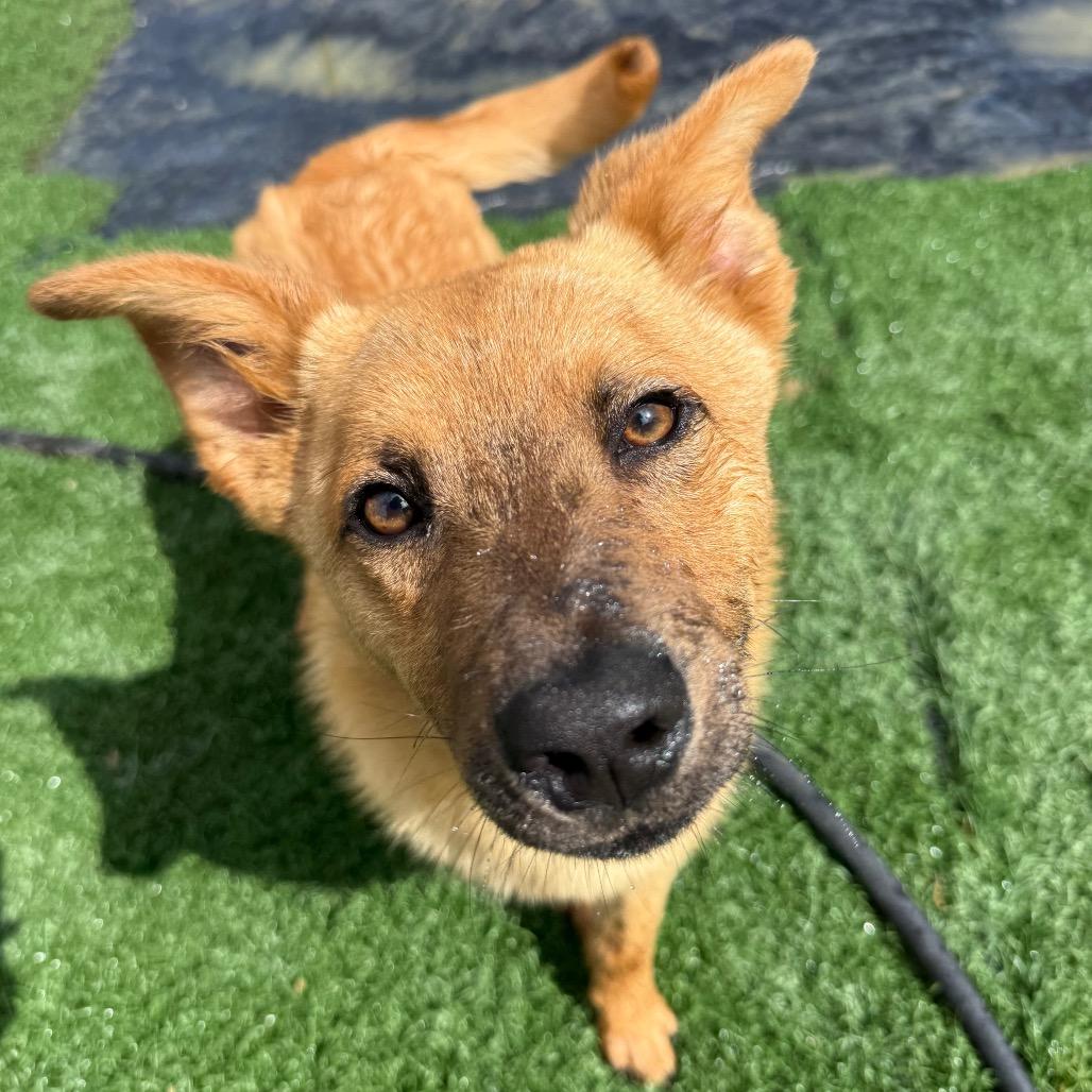 Enlarge Dunn, a Adoptable Cattle Dog in Fulton, MO image 3/6