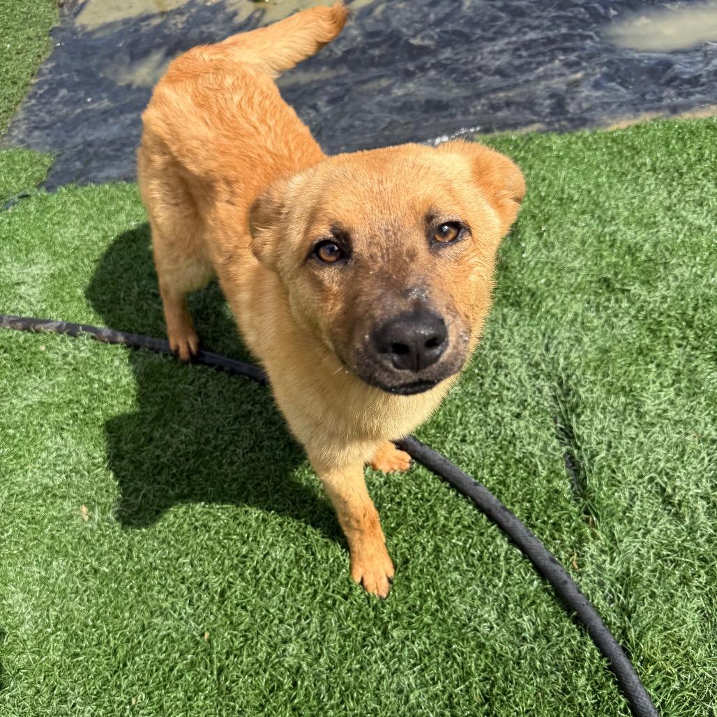 Enlarge Dunn, a Adoptable Cattle Dog in Fulton, MO image 5/6
