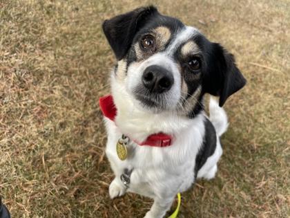 Enlarge Susie, a ADOPTABLE Mixed Breed in Missoula, MT image 1/2