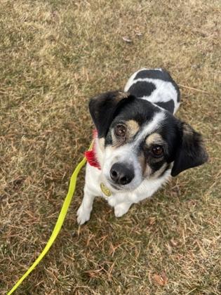 Enlarge Susie, a ADOPTABLE Mixed Breed in Missoula, MT image 2/2